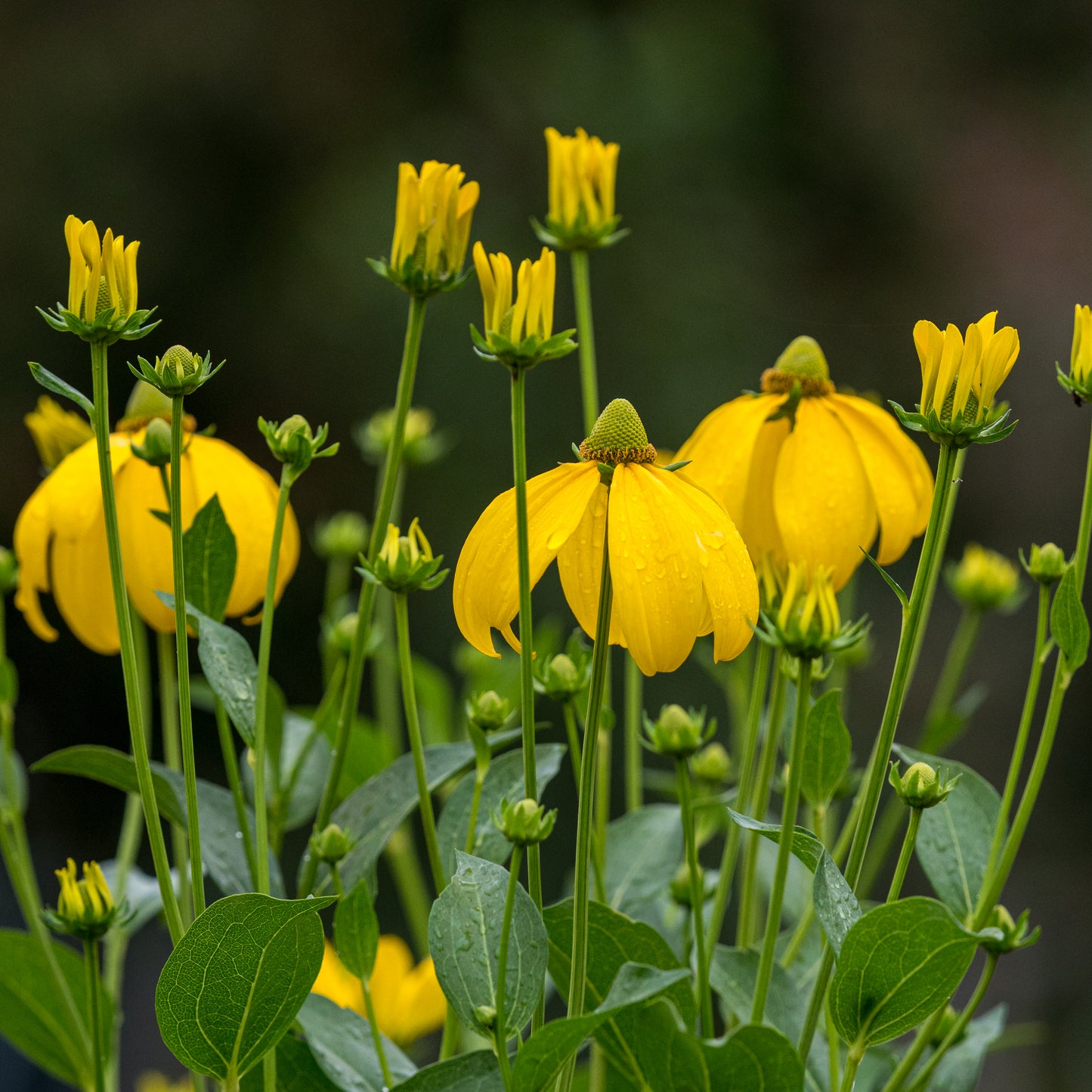 Rudbeckia laciniata 'Herbstsonne' - Hardy's Cottage Garden Plants