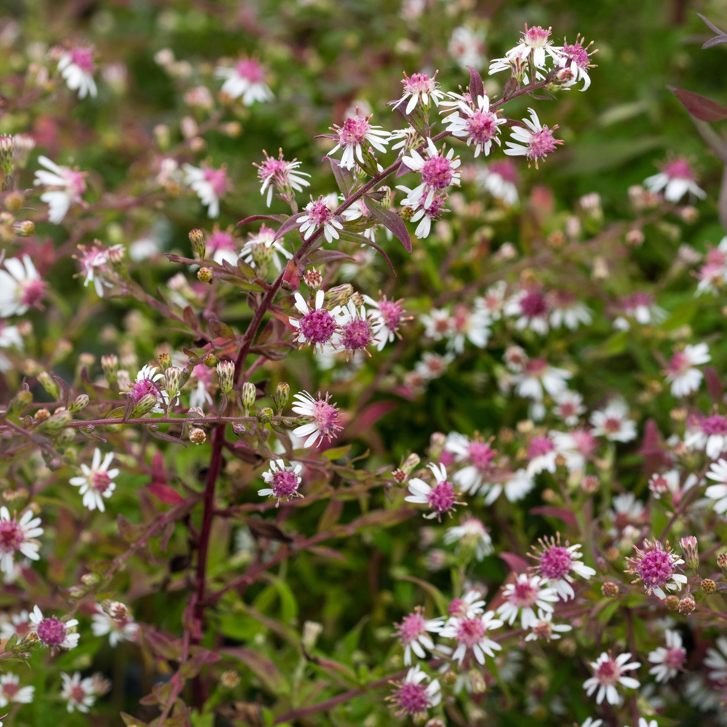 Symphyotrichum lateriflorum var. horizontale