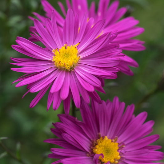 Symphyotrichum novi-belgii 'Neron' - Hardy's Cottage Garden Plants