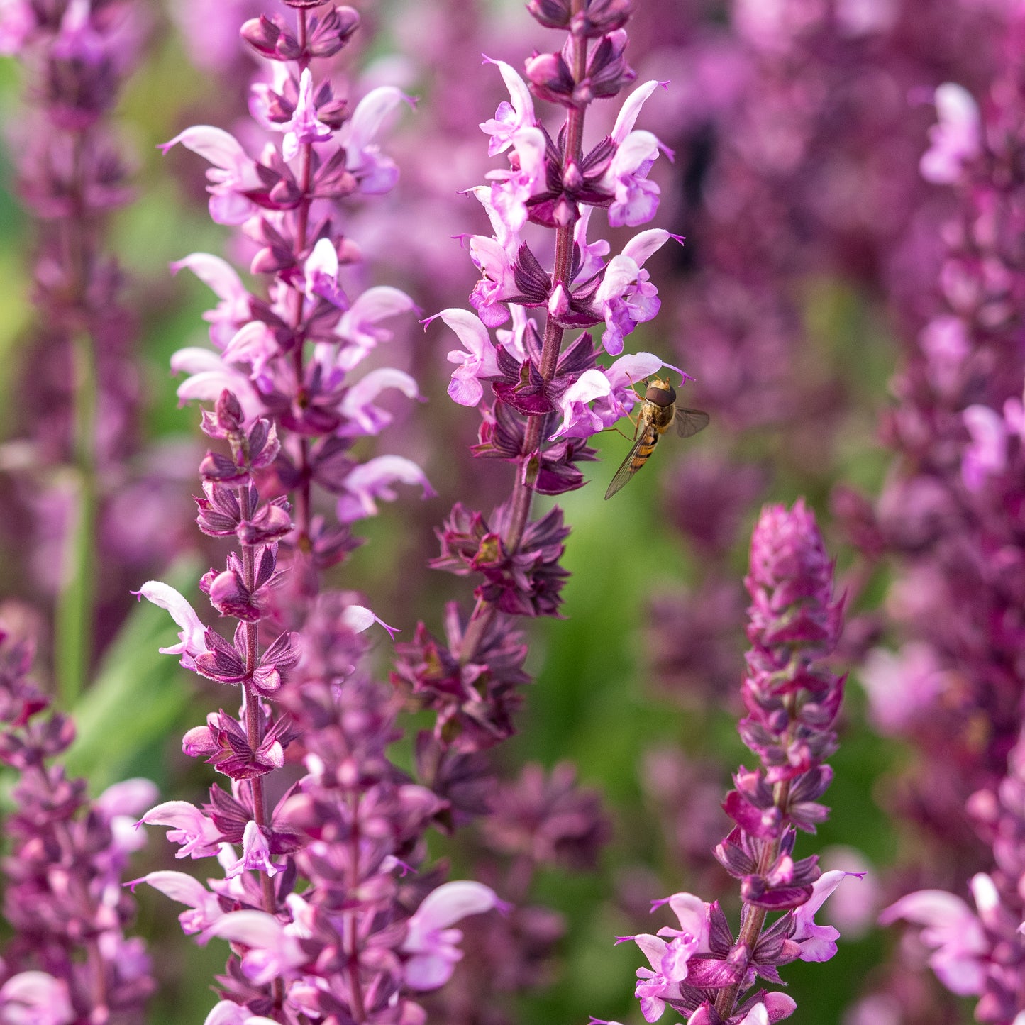 Salvia x sylvestris 'Rose Queen' - Hardy's Cottage Garden Plants