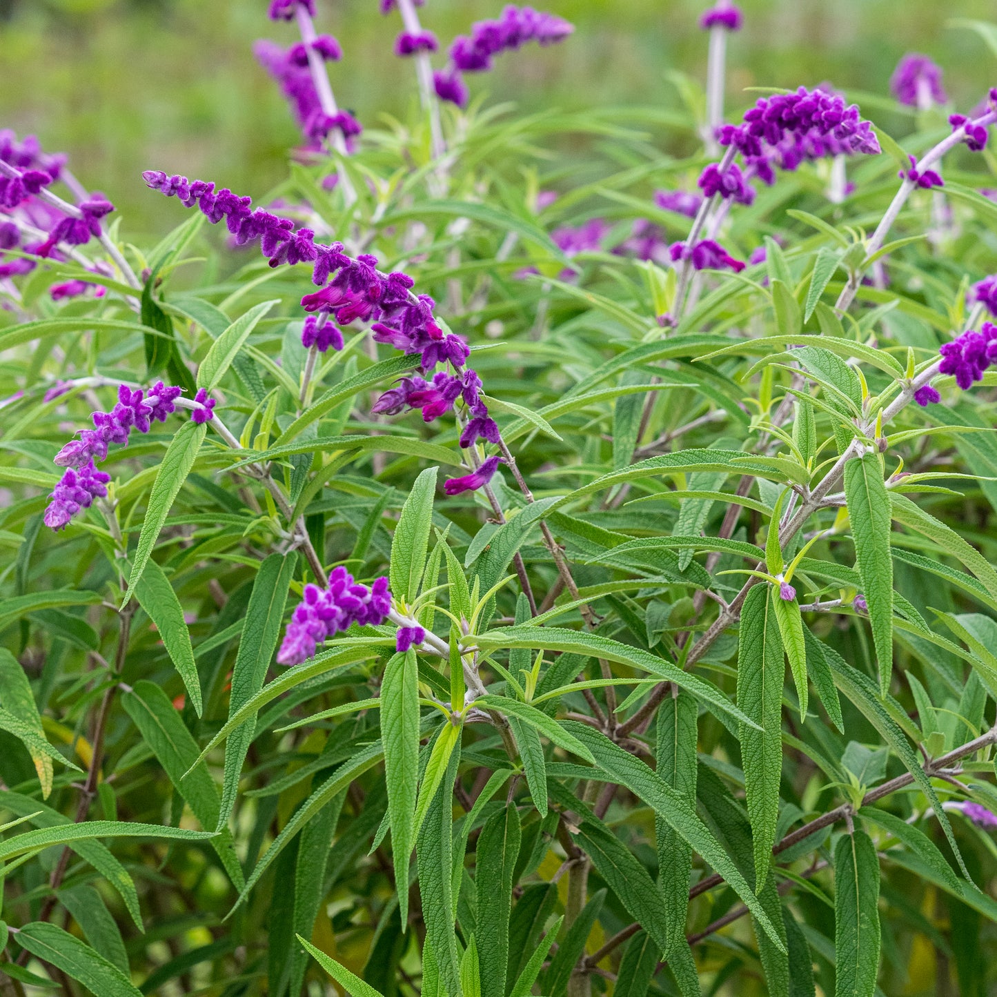 Salvia leucantha 'Purple Velvet'