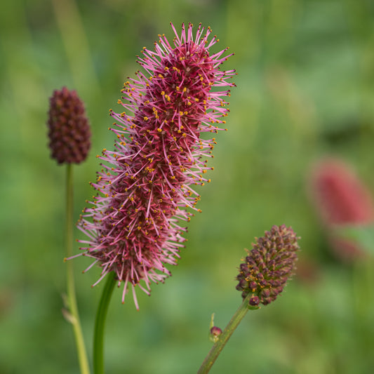 Sanguisorba menziesii - Hardy's Cottage Garden Plants