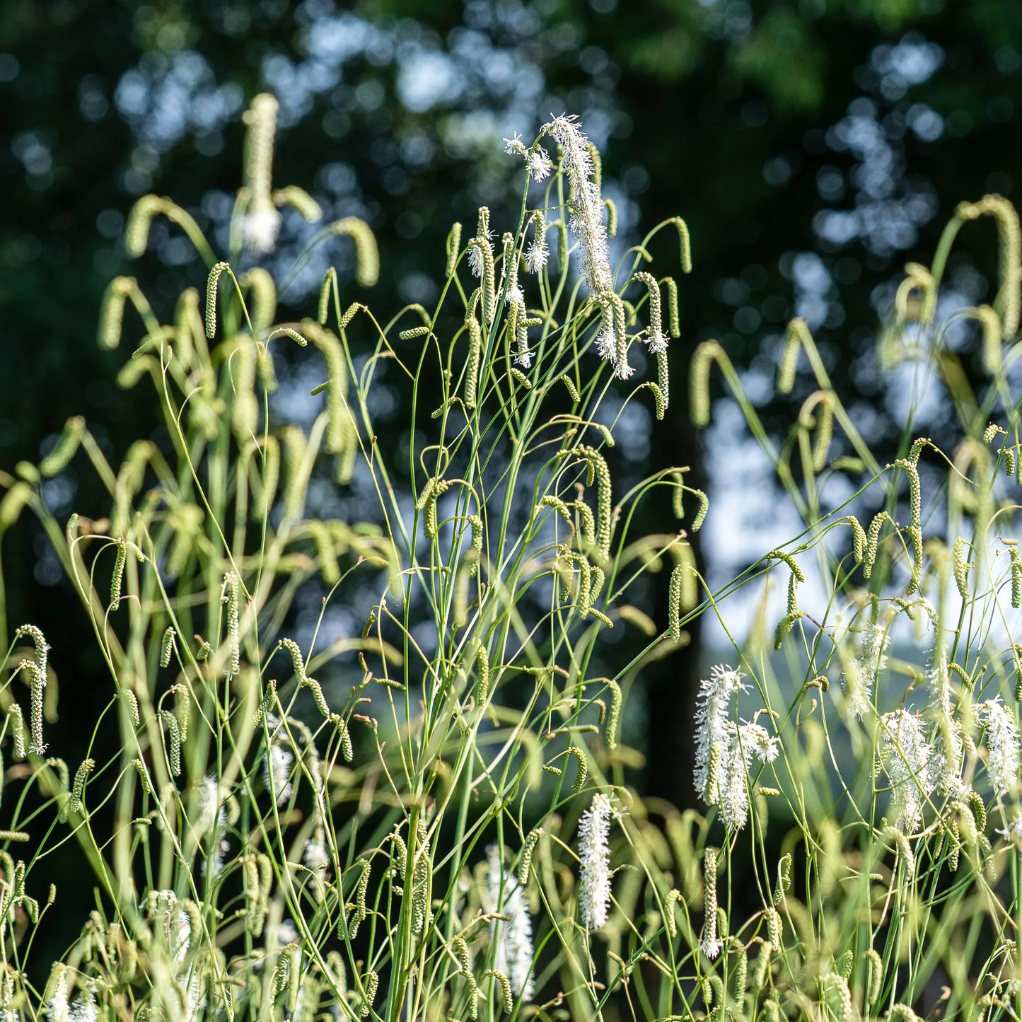Sanguisorba tenuifolia var. alba – slender white bottlebrush flowers on tall elegant stems above ferny foliage