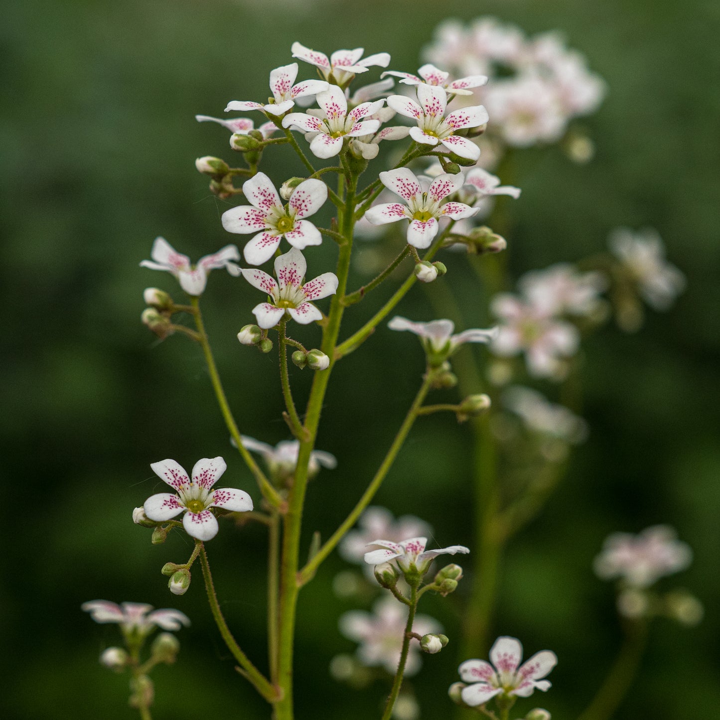 Saxifraga 'Monarch' (8) - Hardy's Cottage Garden Plants