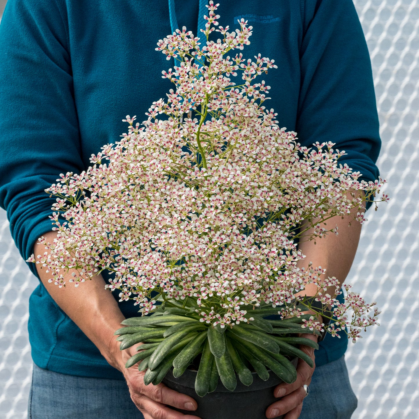 Saxifraga 'Southside Seedling Group'