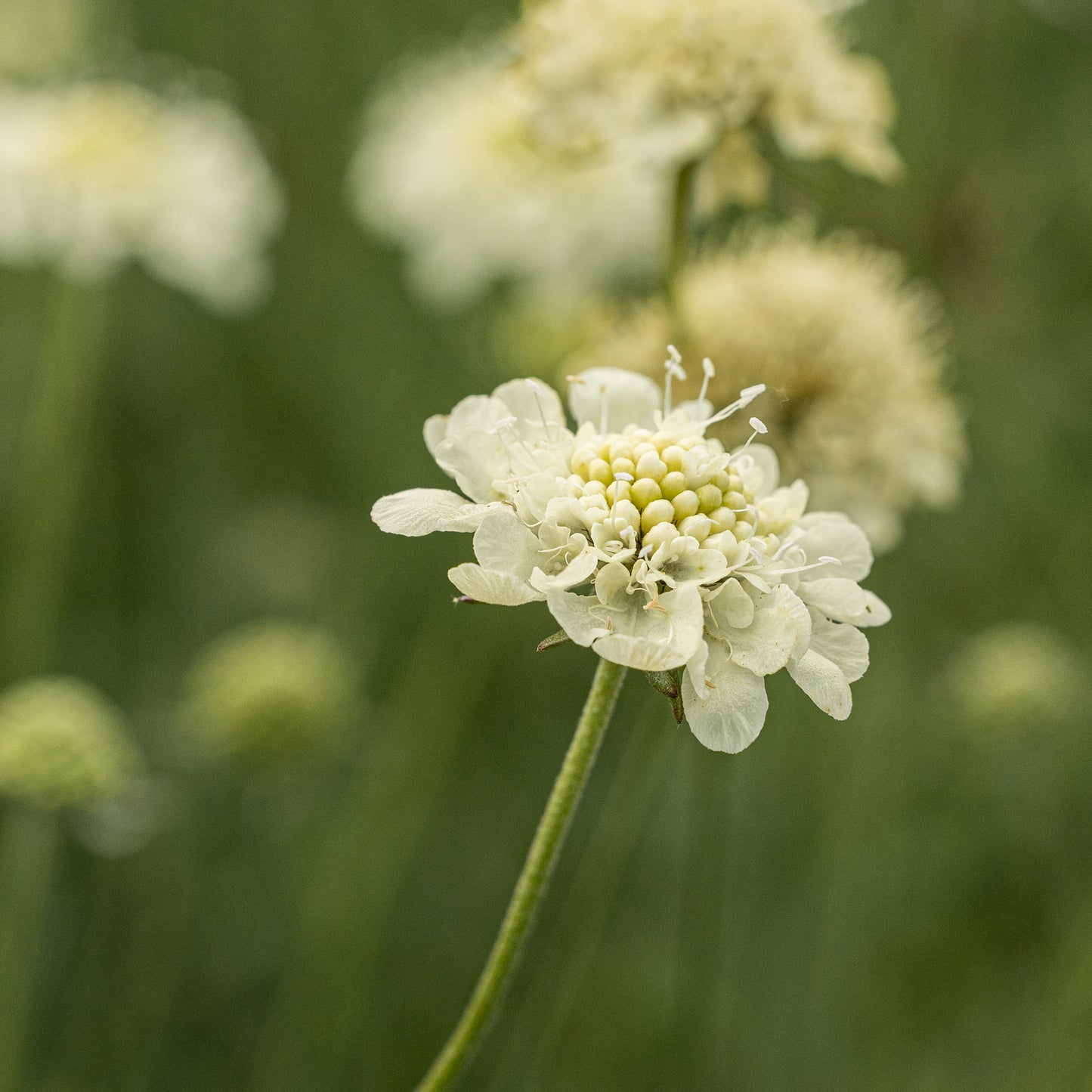 Scabiosa columbaria ssp. ochroleuca