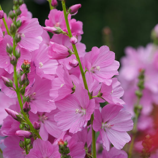 Sidalcea 'Rose Queen' - Hardy's Cottage Garden Plants