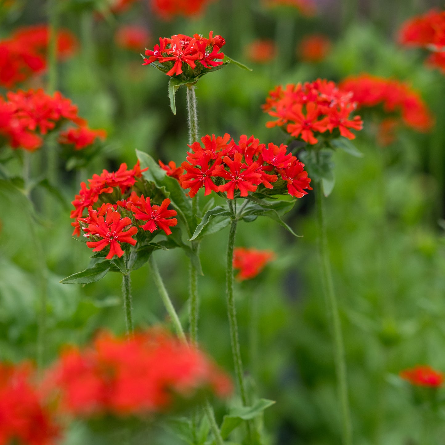Silene chalcedonica - Hardy's Cottage Garden Plants