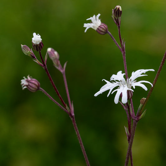 Silene flos-cuculi 'White Robin' - Hardy's Cottage Garden Plants