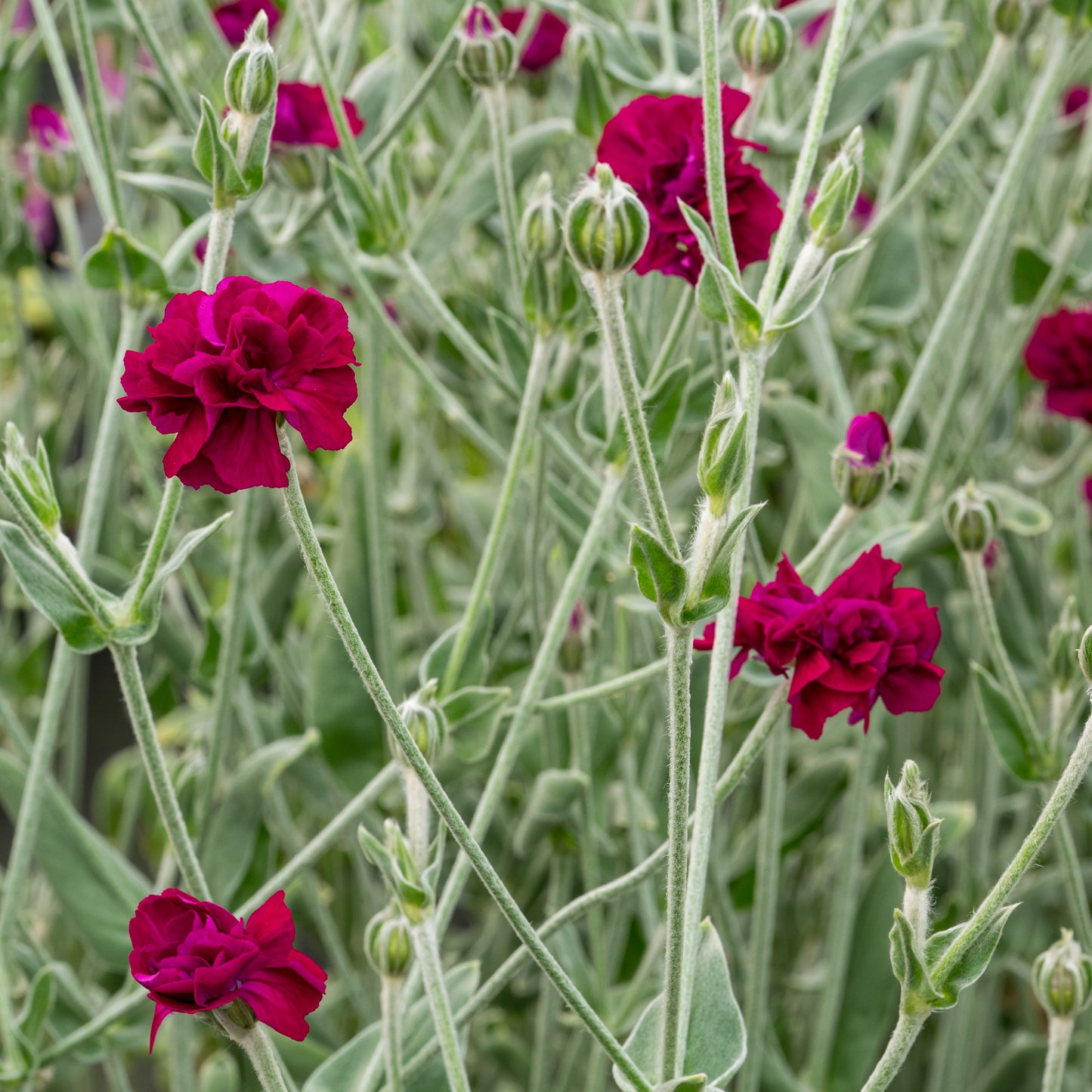 Silene coronaria Gardeners' World ('Blych') (d)'