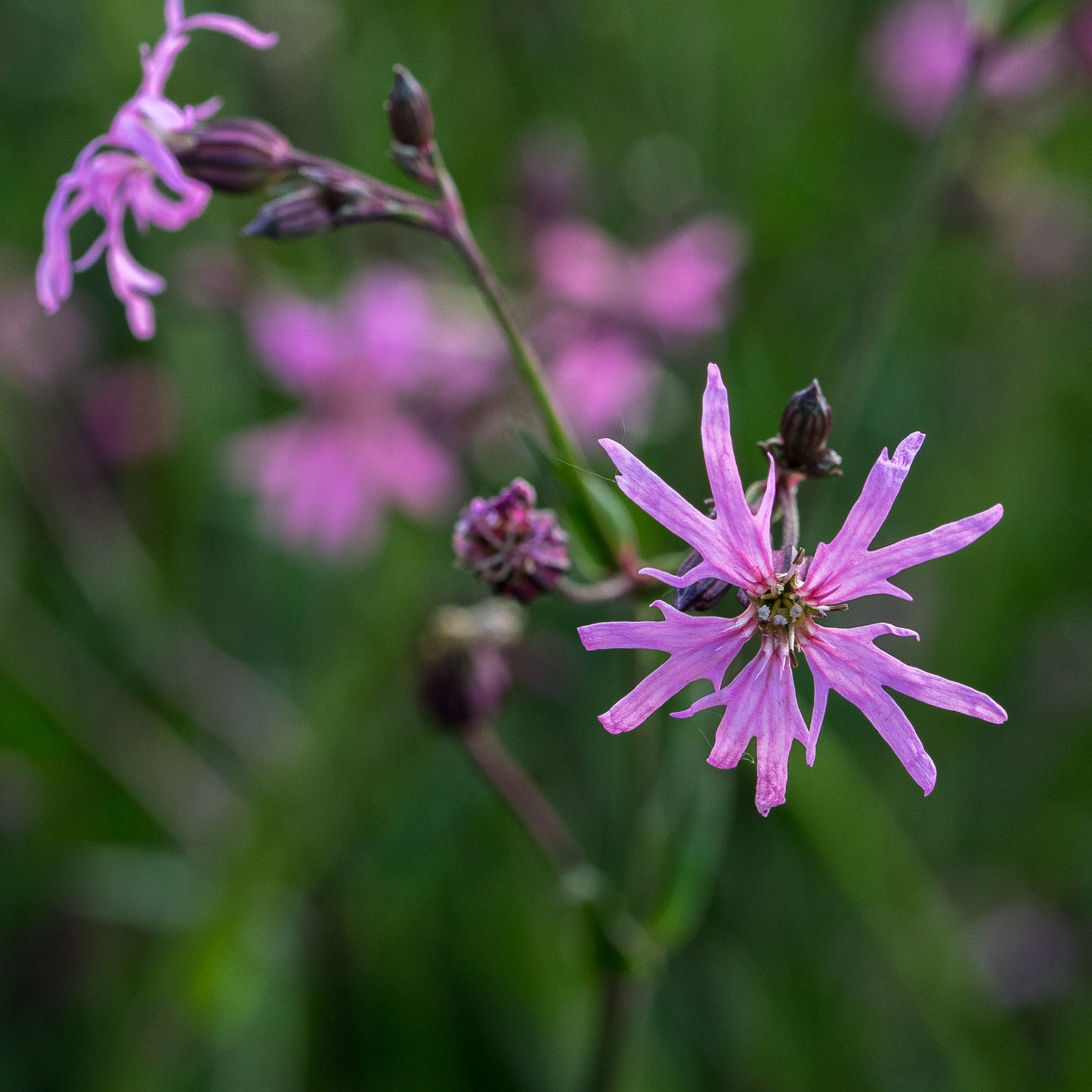 Silene flos-cuculi