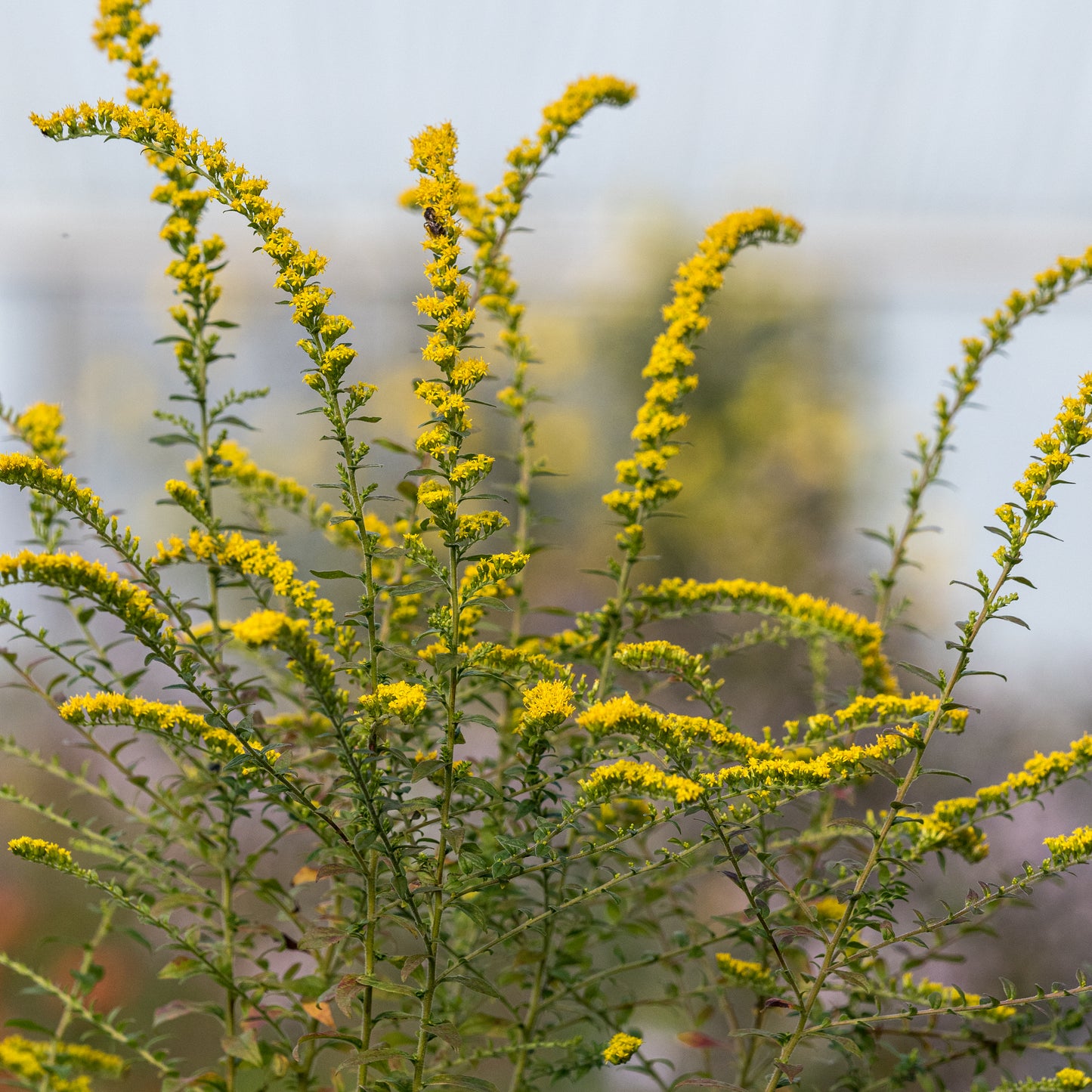 Solidago rugosa 'Fireworks' - Hardy's Cottage Garden Plants
