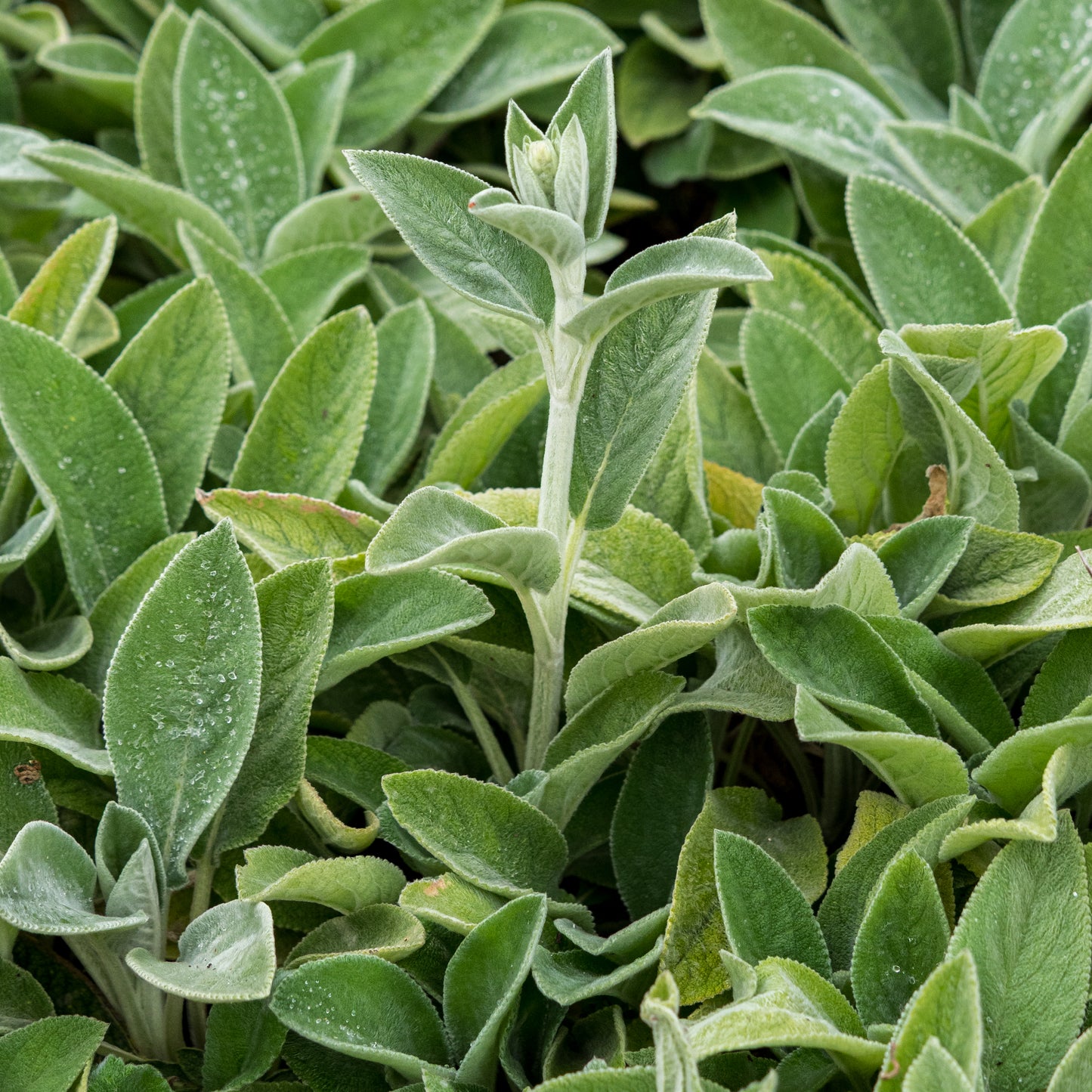 Stachys byzantina 'Big Ears' - Hardy's Cottage Garden Plants