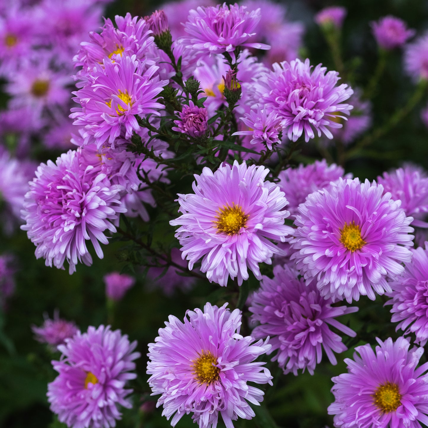 Symphyotrichum novi-belgii 'Fellowship' - Hardy's Cottage Garden Plants