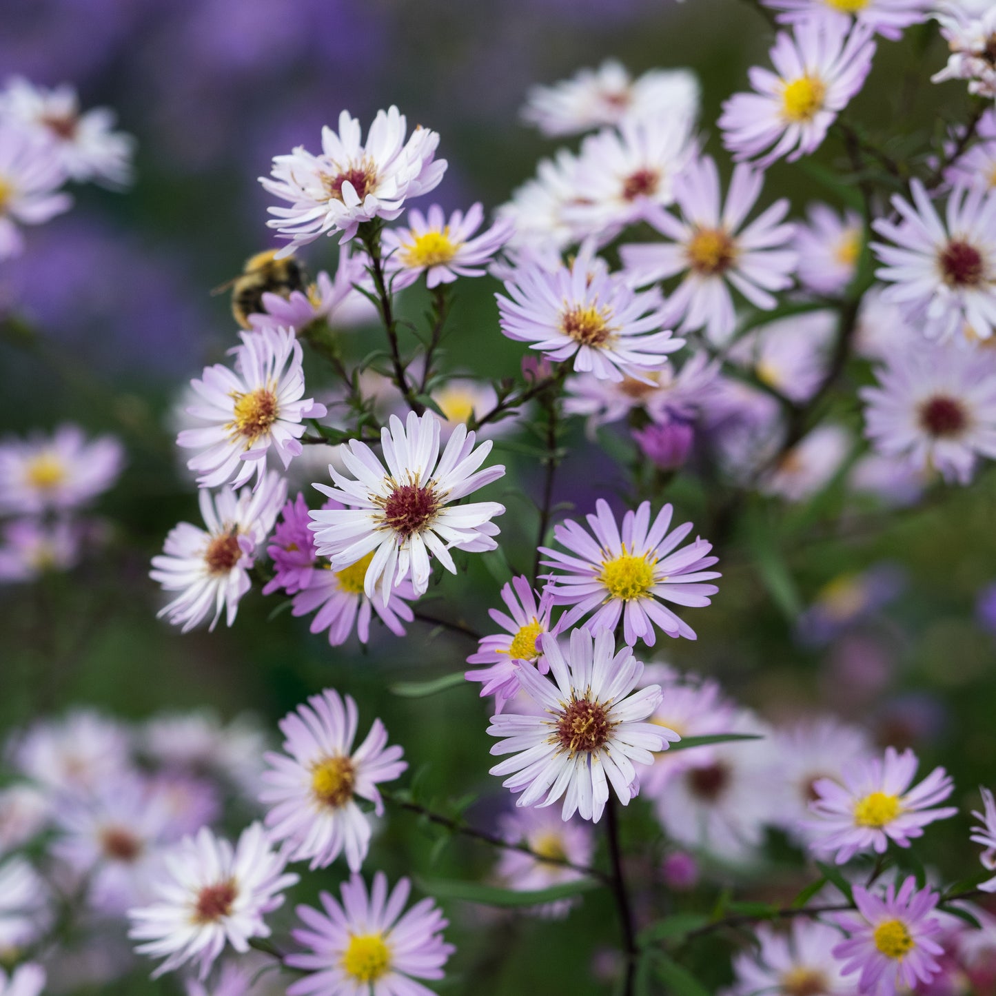 Symphyotrichum 'Vasterival'
