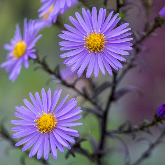 Symphyotrichum laeve 'Calliope' - Hardy's Cottage Garden Plants