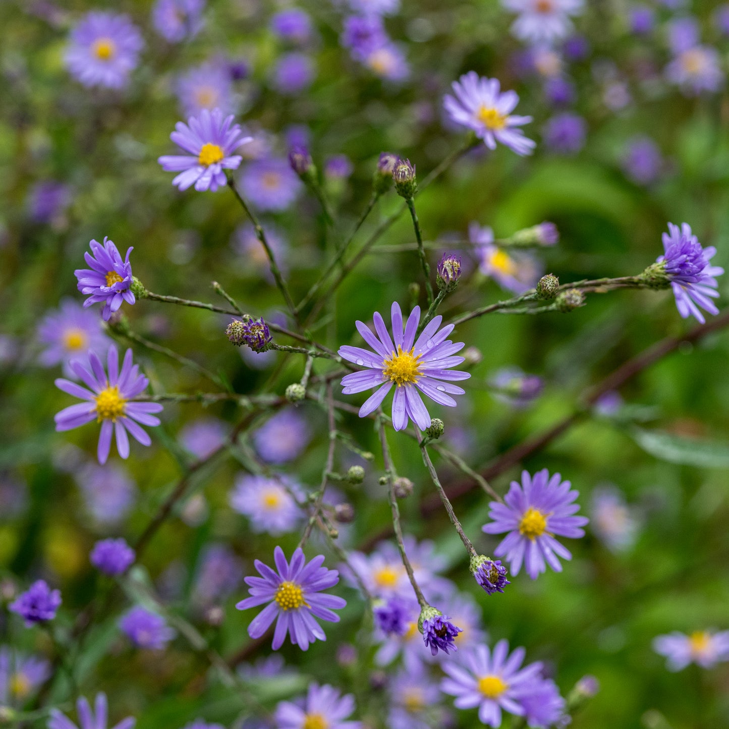 Symphyotrichum turbinellum