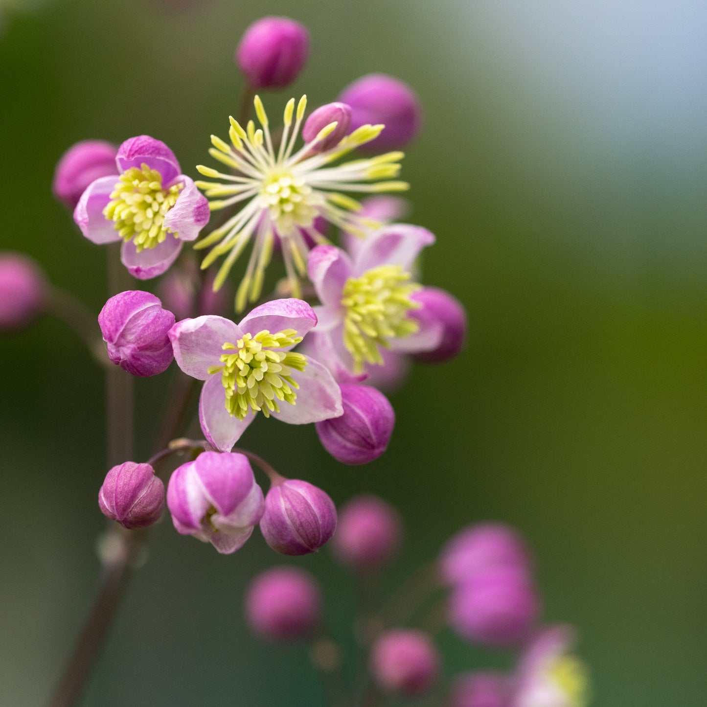 Thalictrum 'Elin'