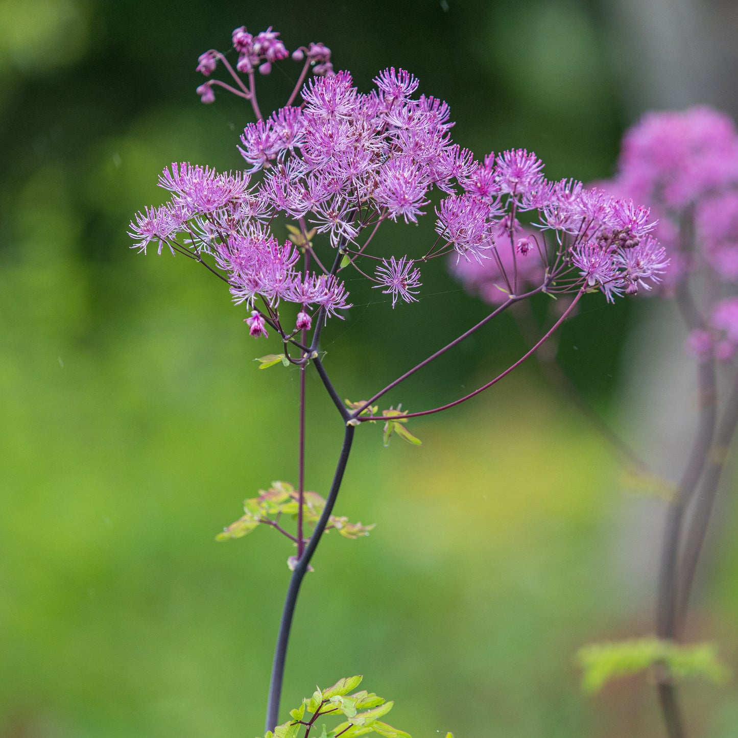 Thalictrum 'Black Stockings'