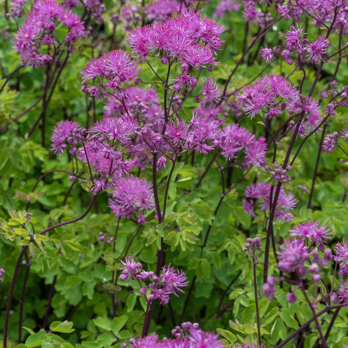 Thalictrum 'Black Stockings' — fluffy lavender-pink flowers on near-black stems above fresh green aquilegia-like foliage