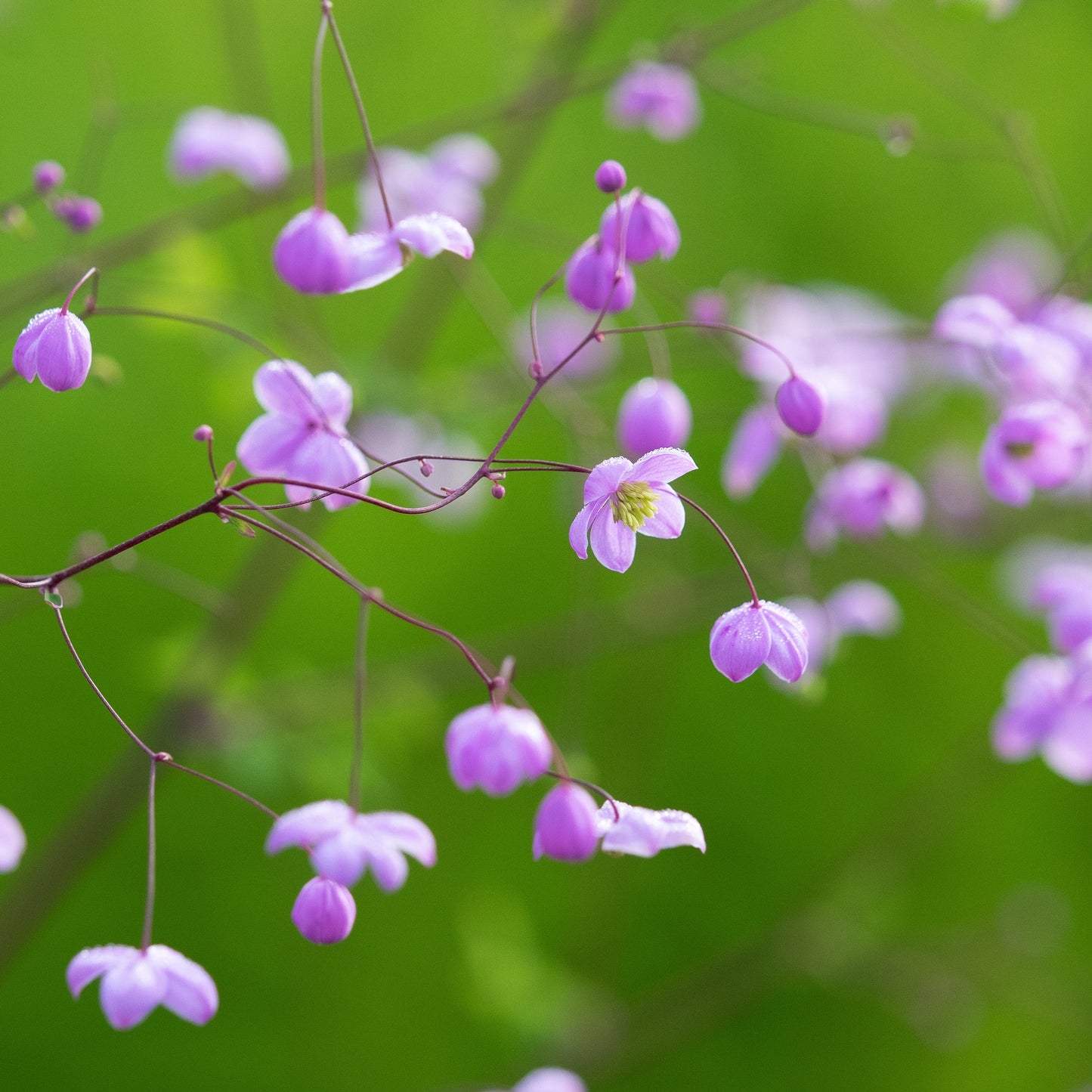 Thalictrum 'Splendide'