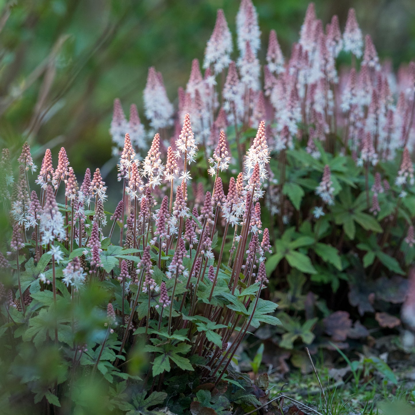 Tiarella 'Spring Symphony'PBR