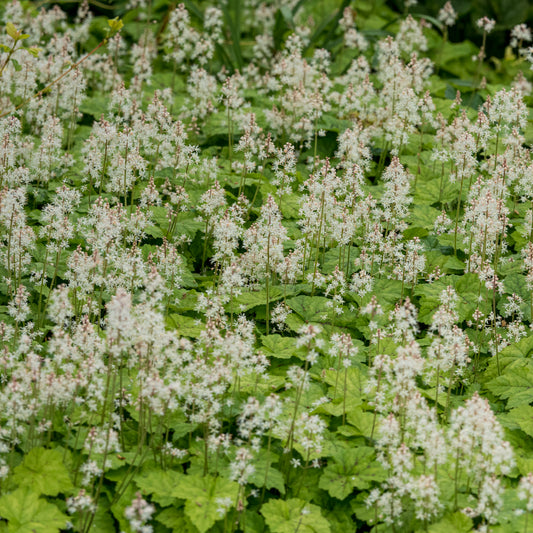Tiarella cordifolia - Hardy's Cottage Garden Plants
