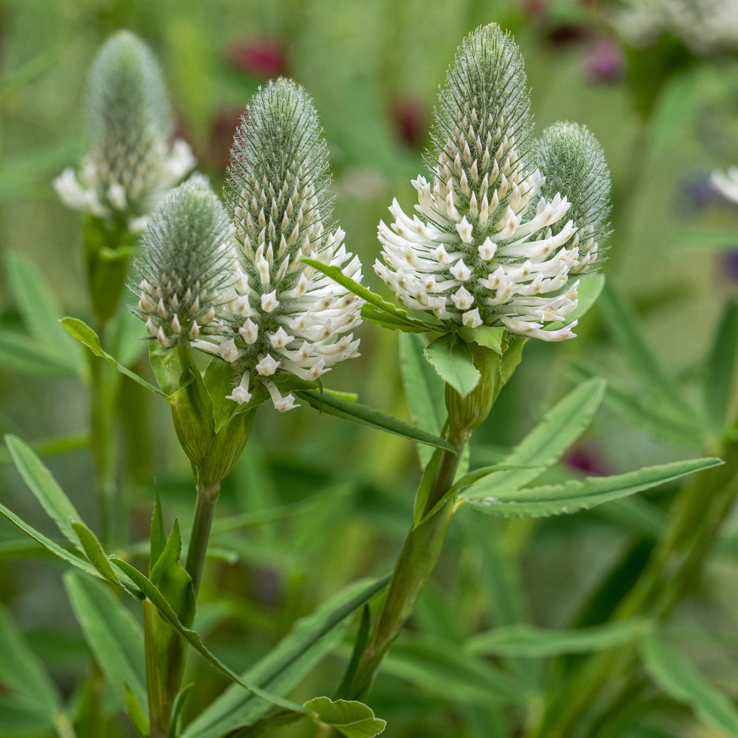 Trifolium rubens 'Frosty Feathers'
