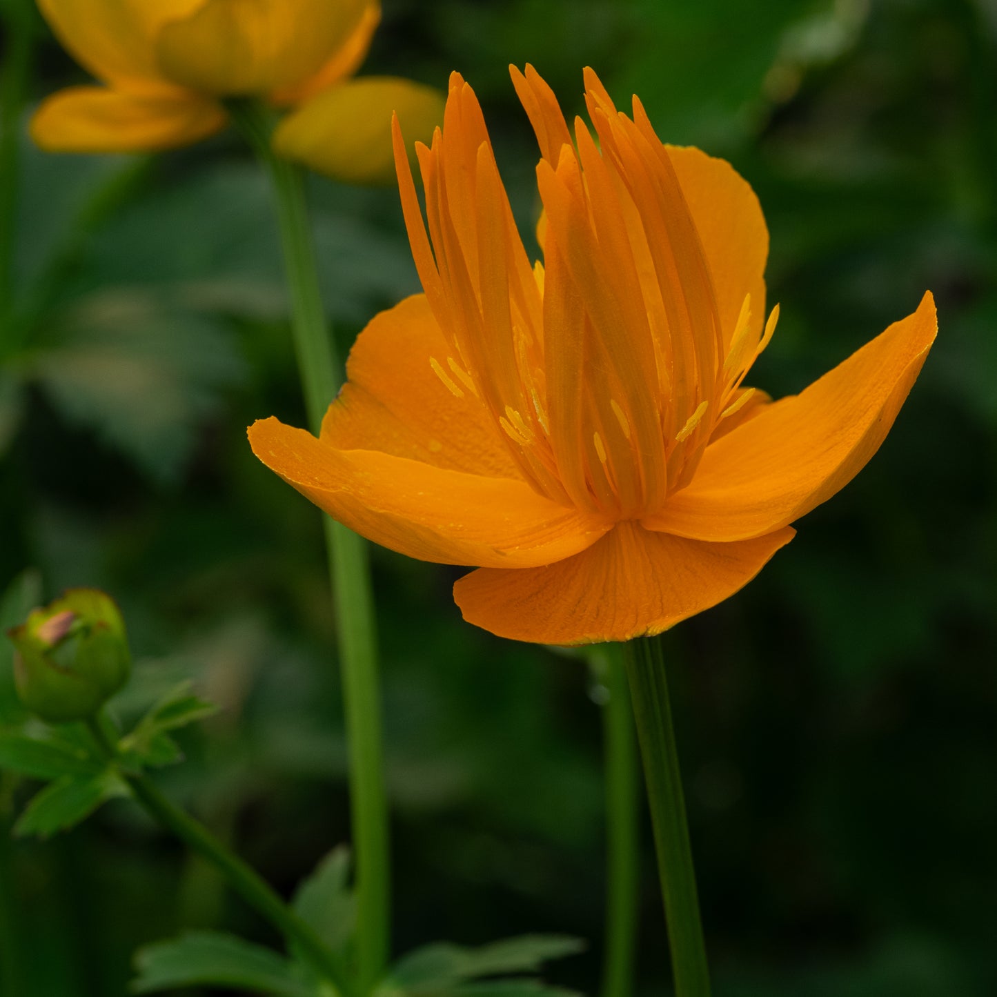 Trollius 'Dancing Flame'