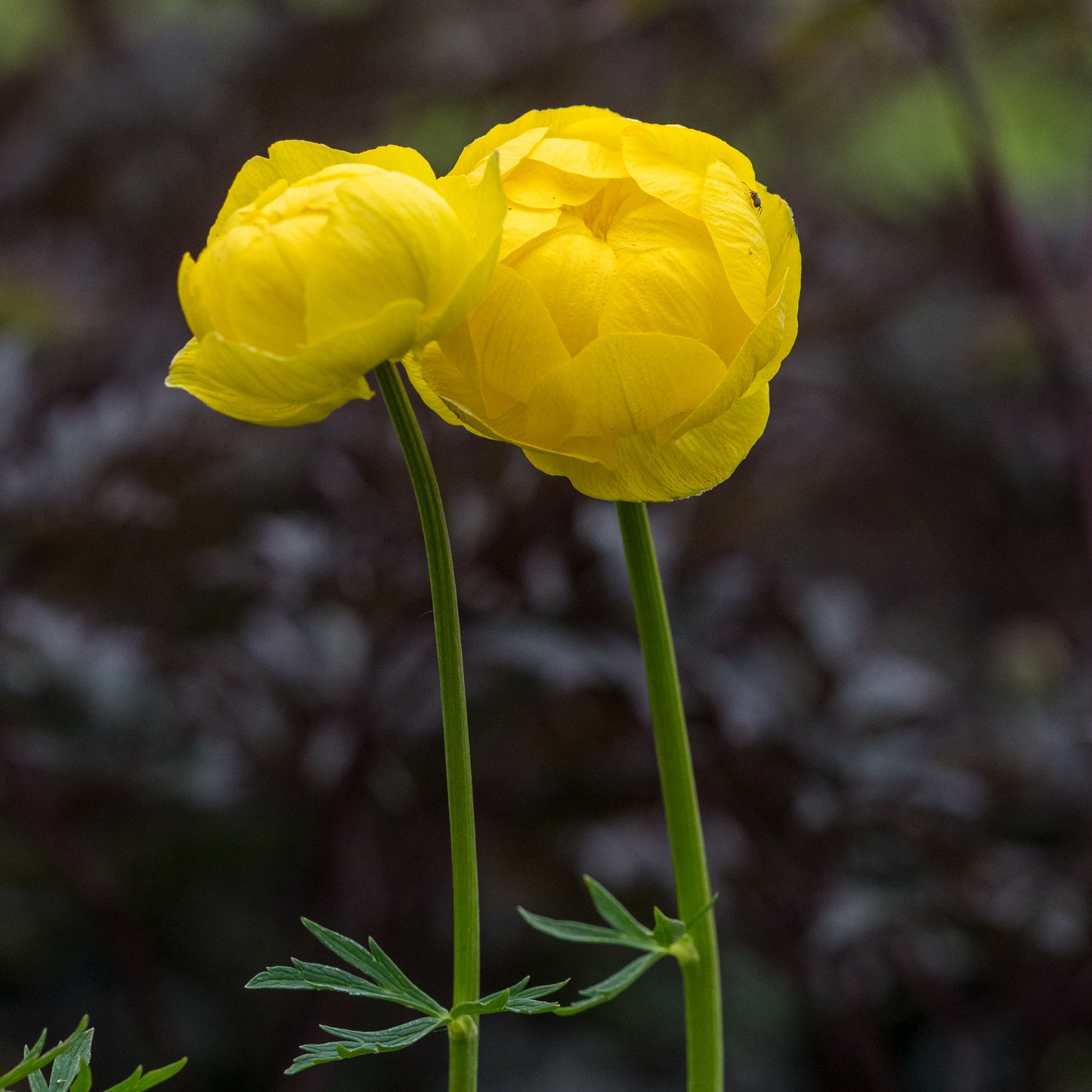 Trollius × cultorum 'Lemon Queen' - Hardy's Cottage Garden Plants