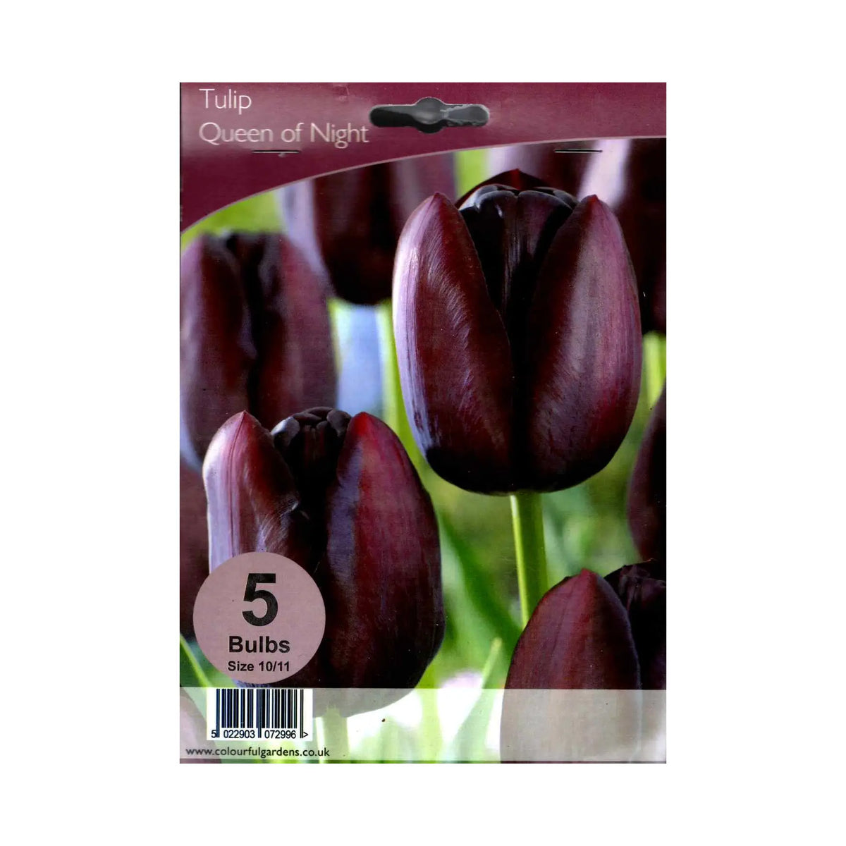 Tulipa 'Queen of Night'