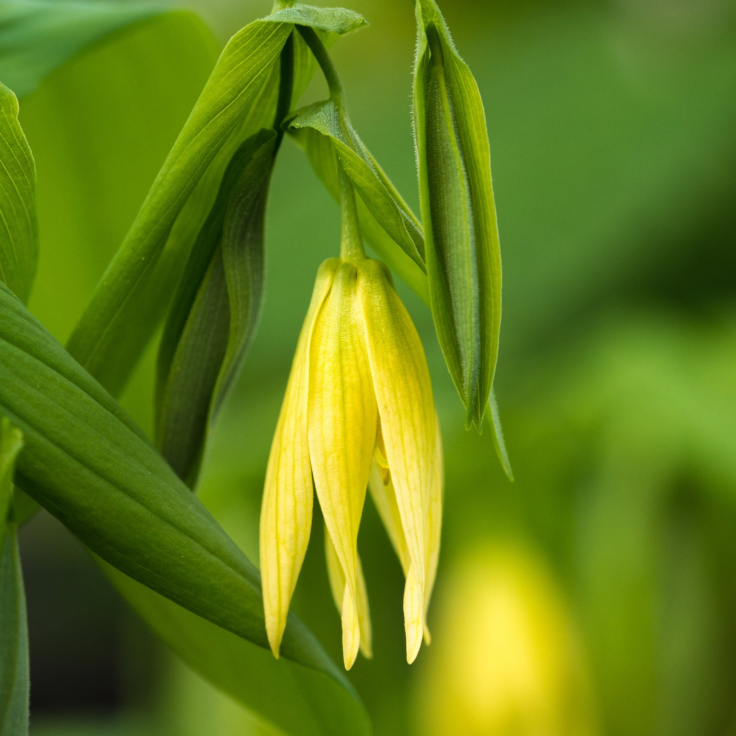 Uvularia perfoliata