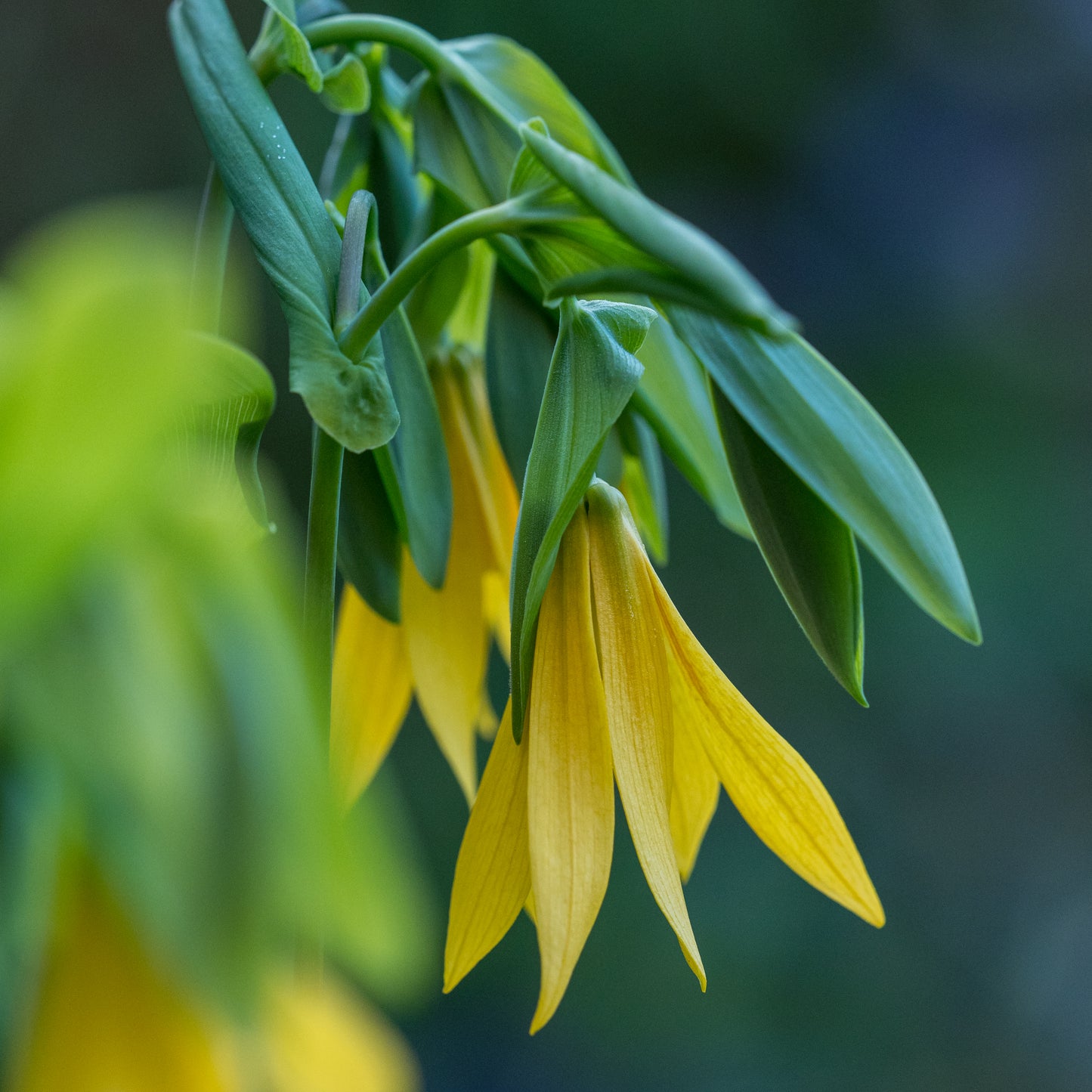 Uvularia grandiflora - Hardy's Cottage Garden Plants