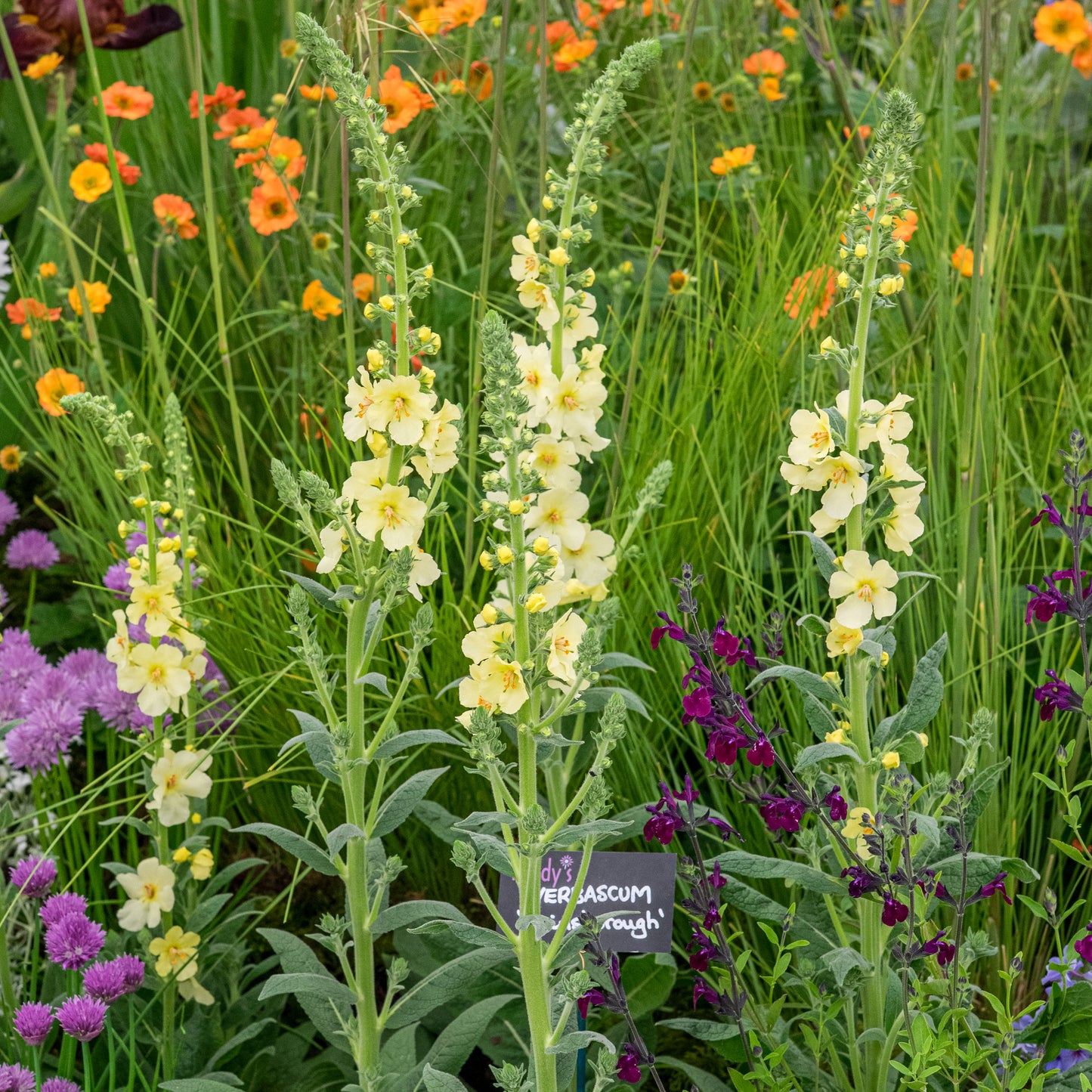 Verbascum (Cotswold Group) 'Gainsborough'