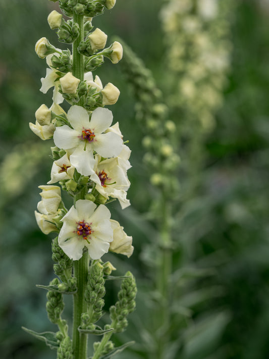 Verbascum 'Kynaston' - Hardy's Cottage Garden Plants