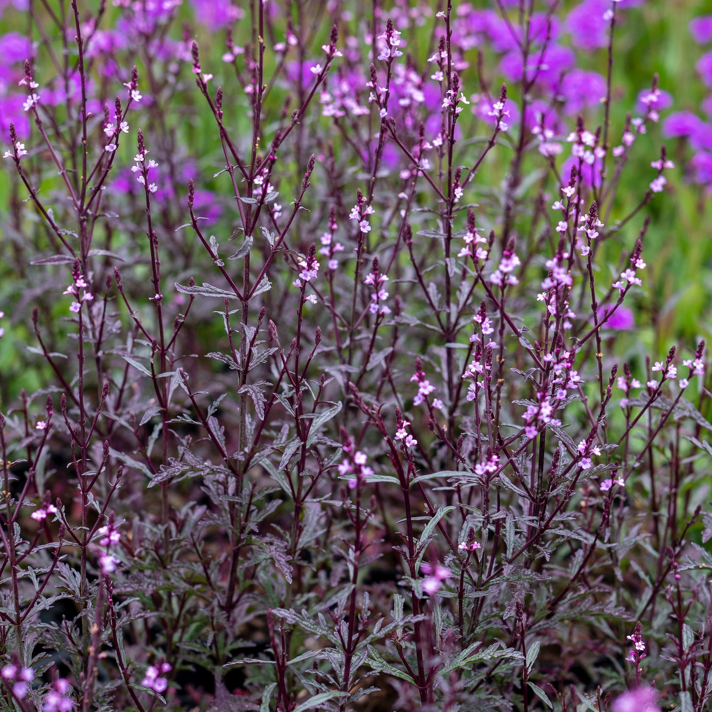 Verbena officinalis 'Bampton' - Hardy's Cottage Garden Plants