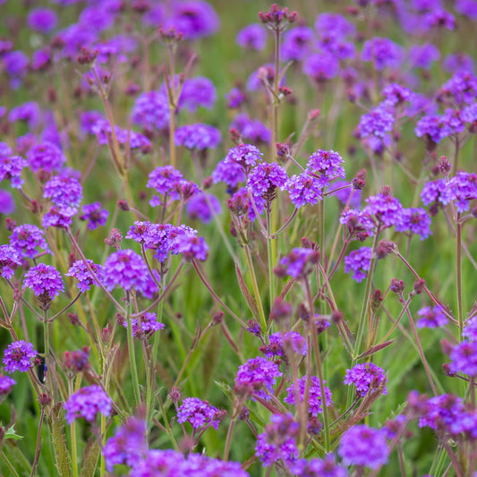 Verbena rigida - Hardy's Cottage Garden Plants