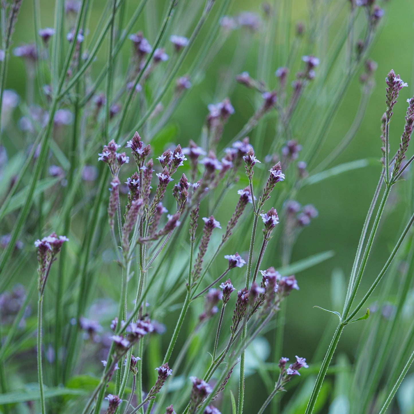 Verbena macdougalii 'Lavender Spires' - Hardy's Cottage Garden Plants