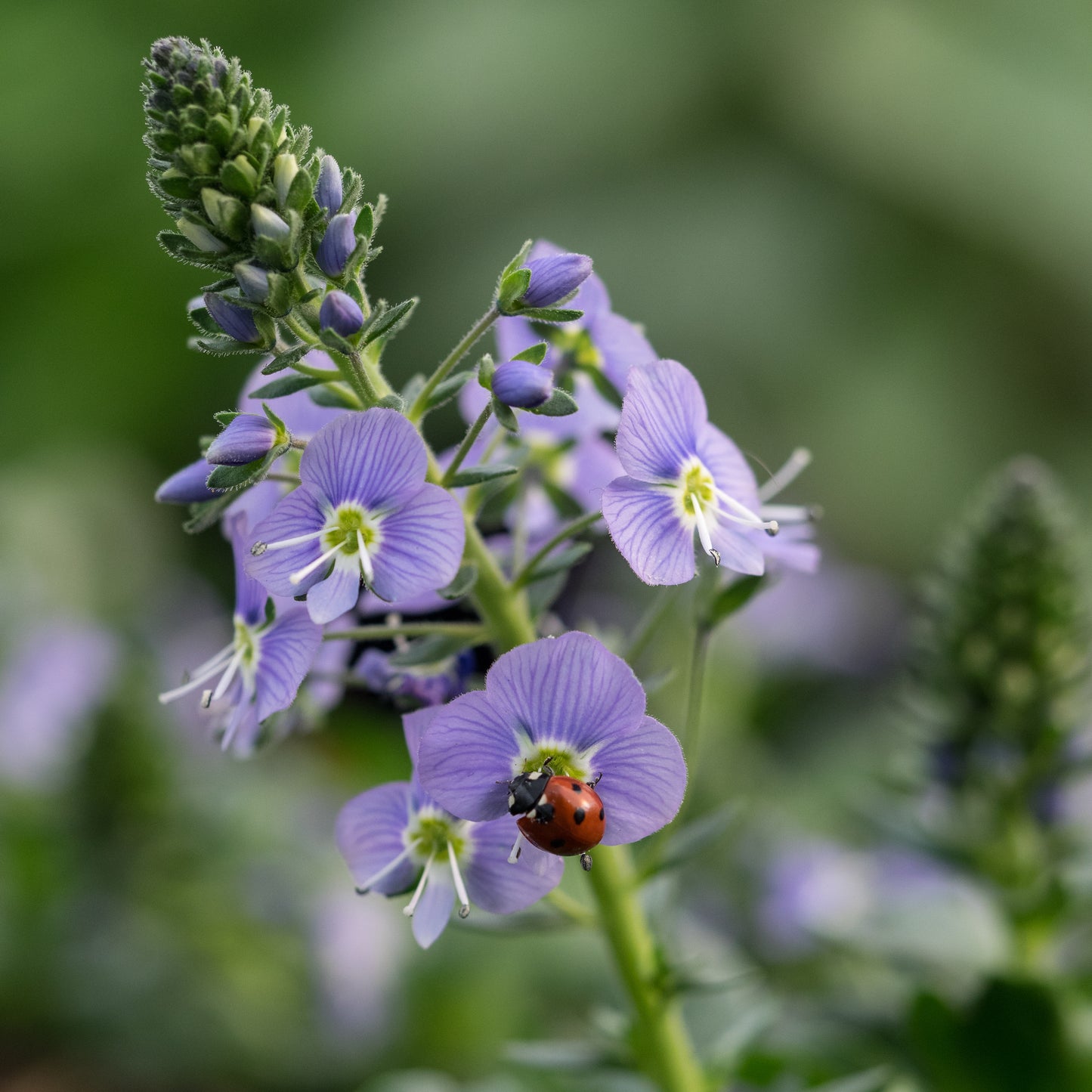 Veronica gentianoides 'Mountain Breeze' - Hardy's Cottage Garden Plants