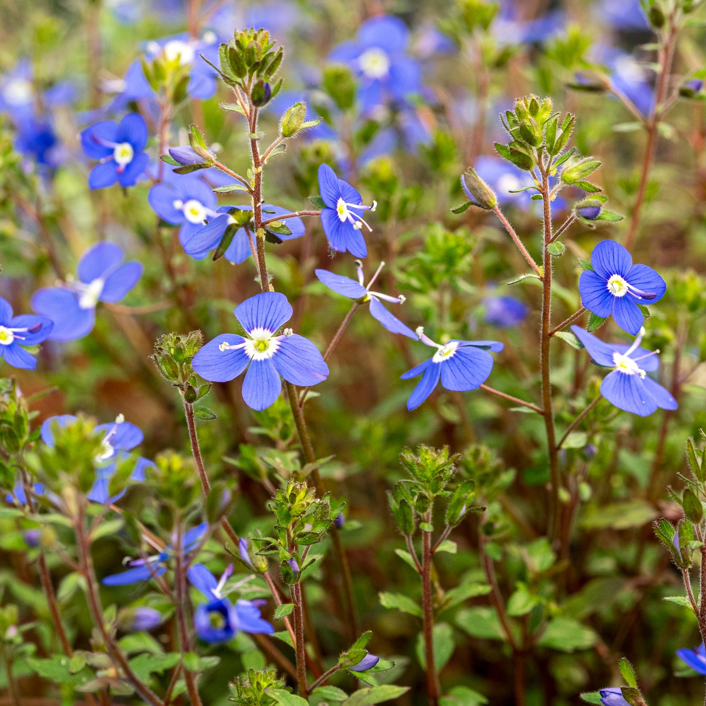 Veronica 'Bergen's Blue'