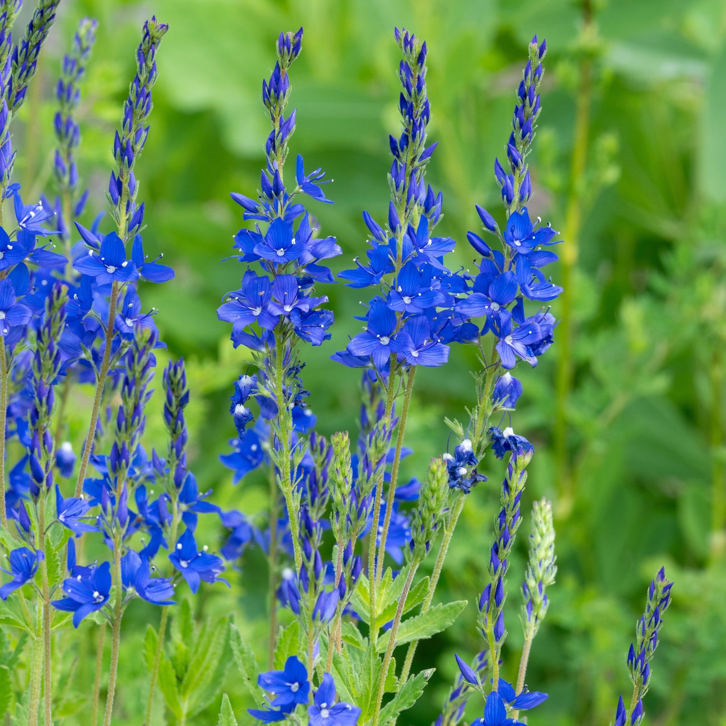Veronica 'Shirley Blue'