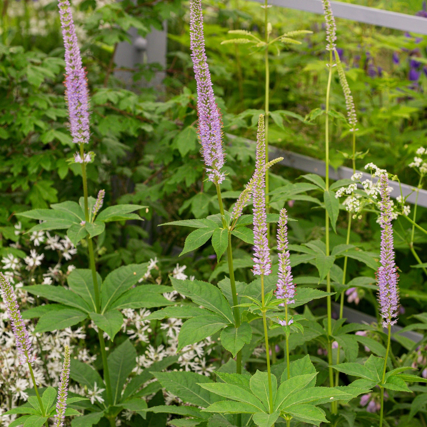 Veronicastrum sibiricum