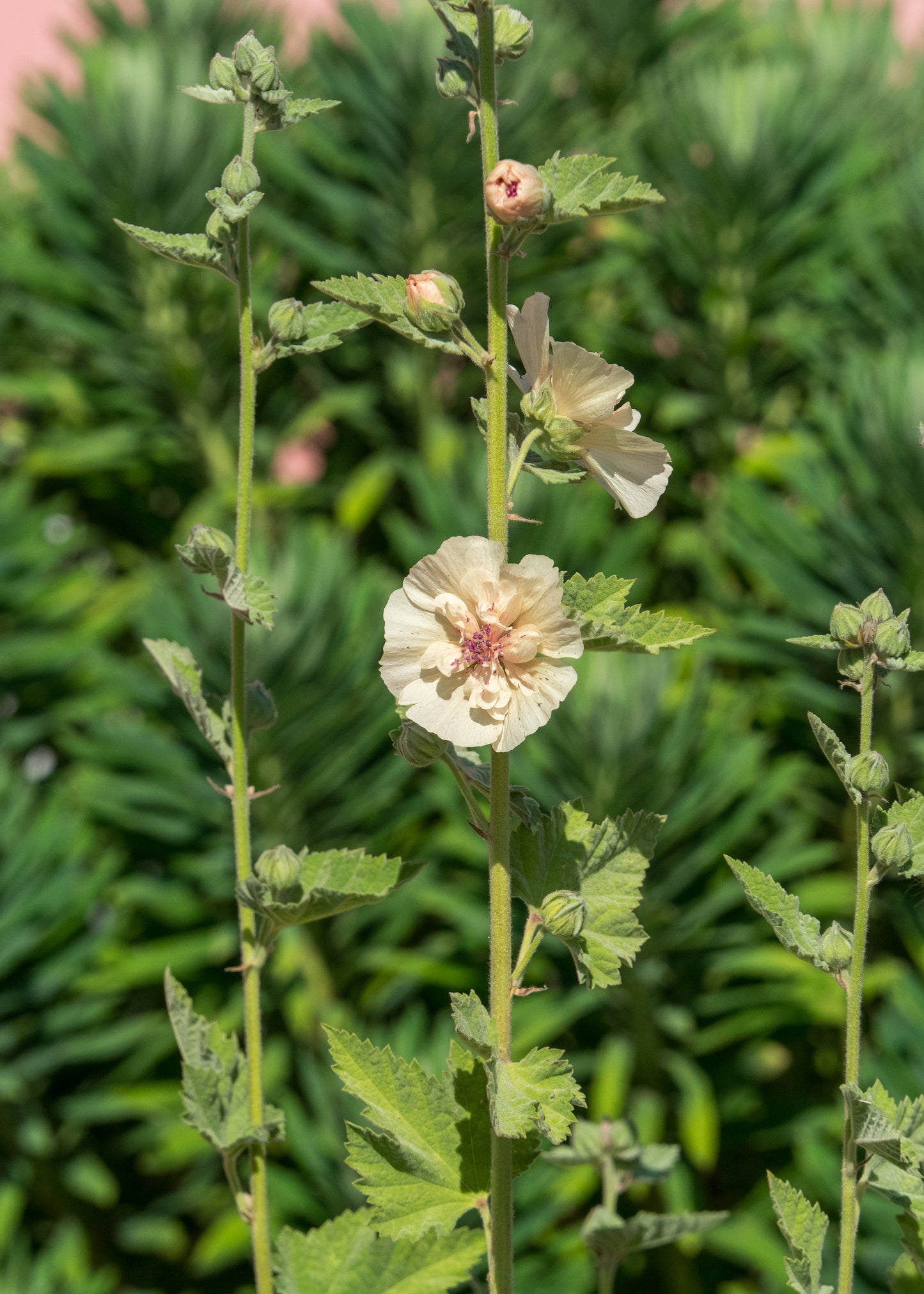 Alcalthaea suffrutescens 'Parkallee' - Hardy's Cottage Garden Plants