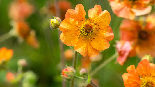 Geum 'Totally Tangerine' — soft apricot-orange flowers on fuzzy stems, hardy perennial in bloom
