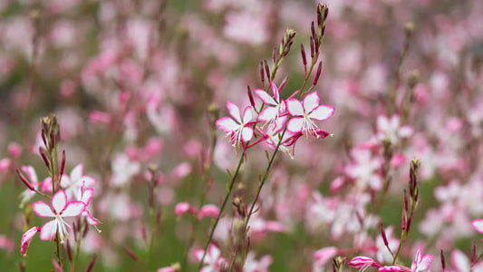 Oenothera lindheimeri Rosyjane in flower — white blooms with pink picotee edge on graceful wand-like stems