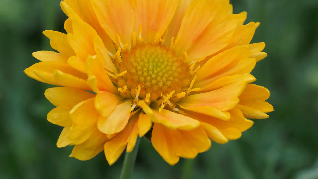 Close-up of Gaillardia 'Apricot Honey' flower showing warm apricot and yellow petals