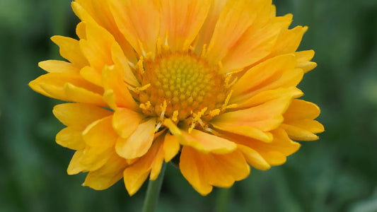 Close-up of Gaillardia 'Apricot Honey' flower showing warm apricot and yellow petals