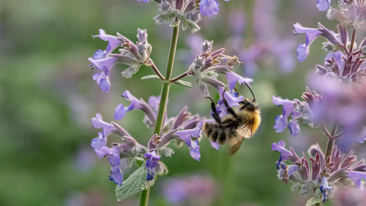 Nepeta grandiflora Summer Magic in full flower — lavender-blue catmint blooms along a sunny garden border