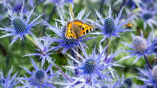 Small Tortoiseshell butterfly on Eryngium Big Blue