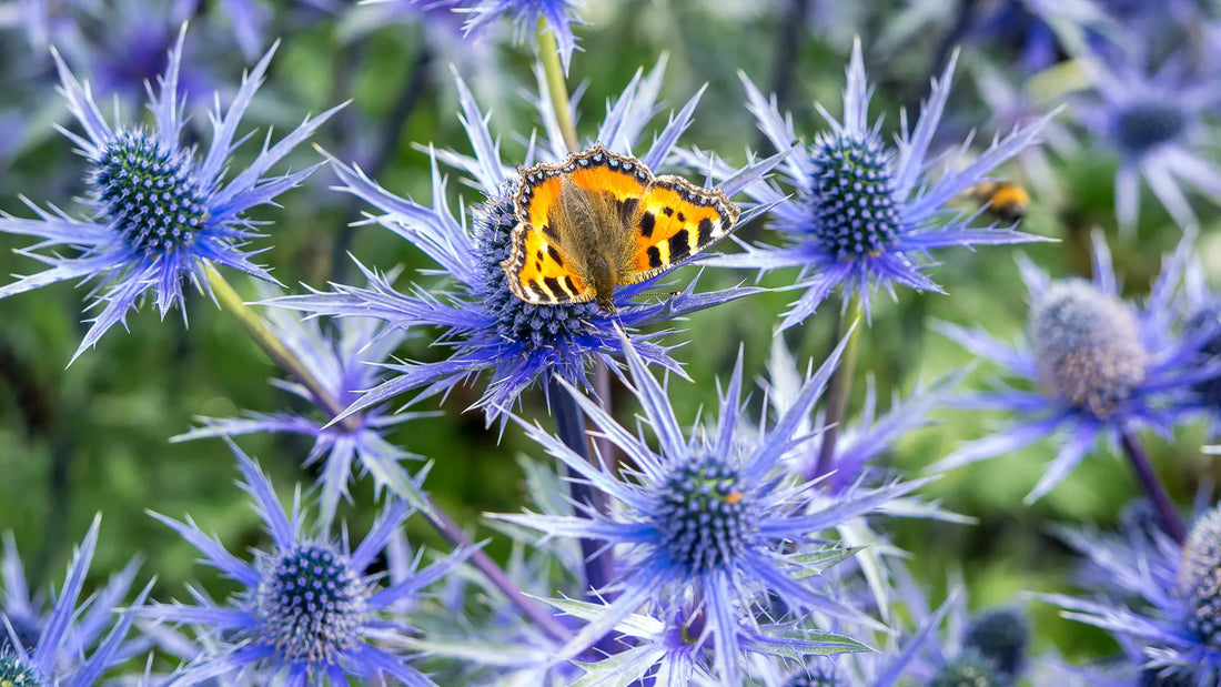 Small Tortoiseshell butterfly on Eryngium Big Blue